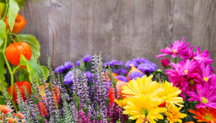 fiori