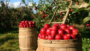 Censimento Agricoltura Istat 2021, come funziona e come partecipare