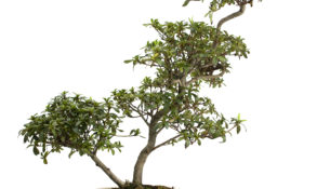 bonsai come si crea