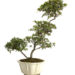 bonsai come si crea