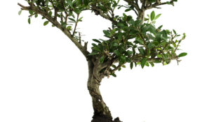 e-commerce di bonsai